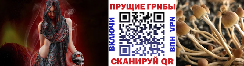Псилоцибиновые грибы прущие грибы  KRAKEN tor  Аркадак  что такое  